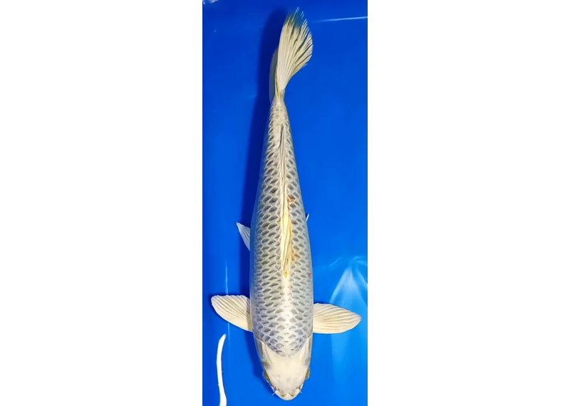 Koï Japon [MARUSEI] 40-45 cm N°61