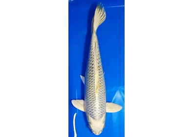 Koï Japon [MARUSEI] 40-45 cm N°61