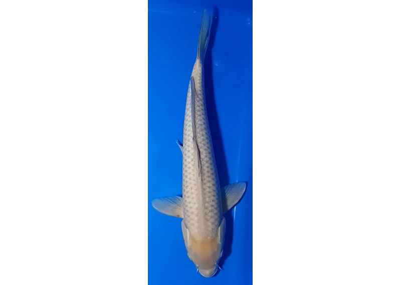 Koï Japon [MARUSEI] 40-45 cm N°63