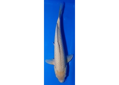 Koï Japon [MARUSEI] 40-45 cm N°63