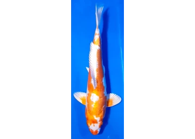 Koï Japon [FUKASAWA] 30-35 cm N°72