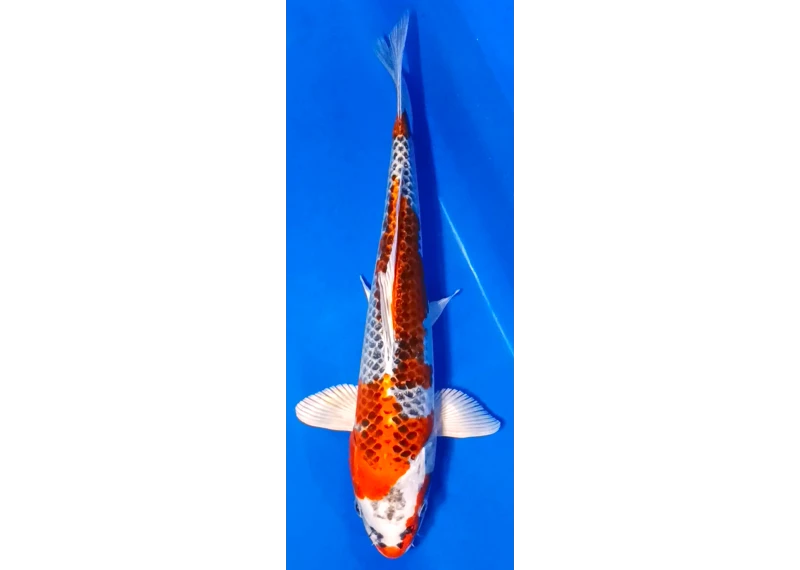 Koï Japon [FUKASAWA] 30-35 cm N°73