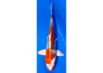 Koï Japon [FUKASAWA] 30-35 cm N°73
