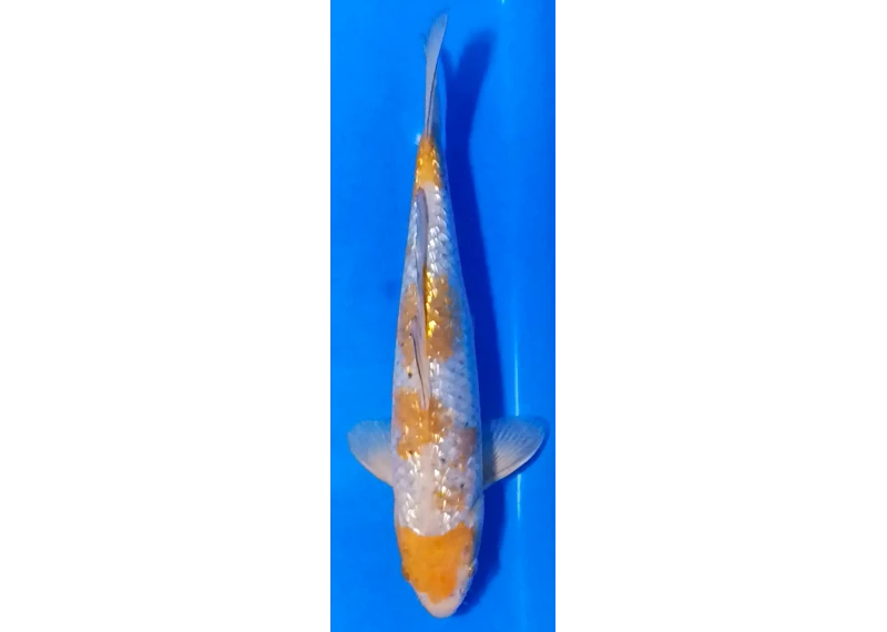 Koï Japon [FUKASAWA] 30-35 cm N°74