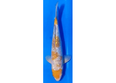 Koï Japon [FUKASAWA] 30-35 cm N°74