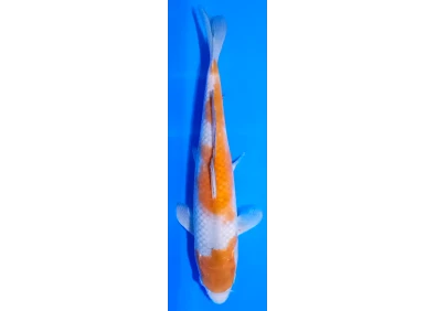 Koï Japon [FUKASAWA] 30-35 cm N°75