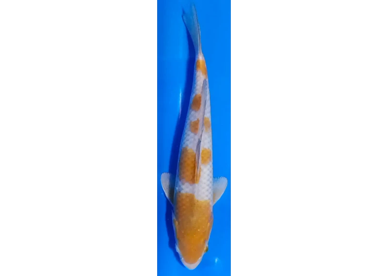 Koï Japon [FUKASAWA] 30-35 cm N°78