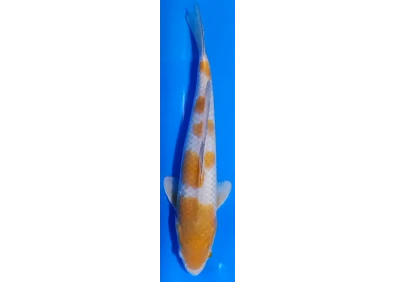Koï Japon [FUKASAWA] 30-35 cm N°78
