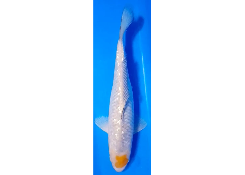 Koï Japon [FUKASAWA] 30-35 cm N°84