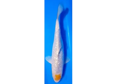 Koï Japon [FUKASAWA] 30-35 cm N°84