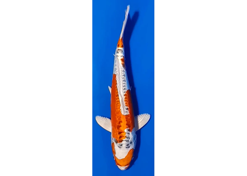 Koï Japon [FUKASAWA] 30-35 cm N°85