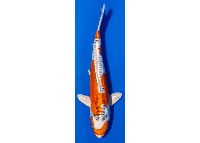 Koï Japon [FUKASAWA] 30-35 cm N°85