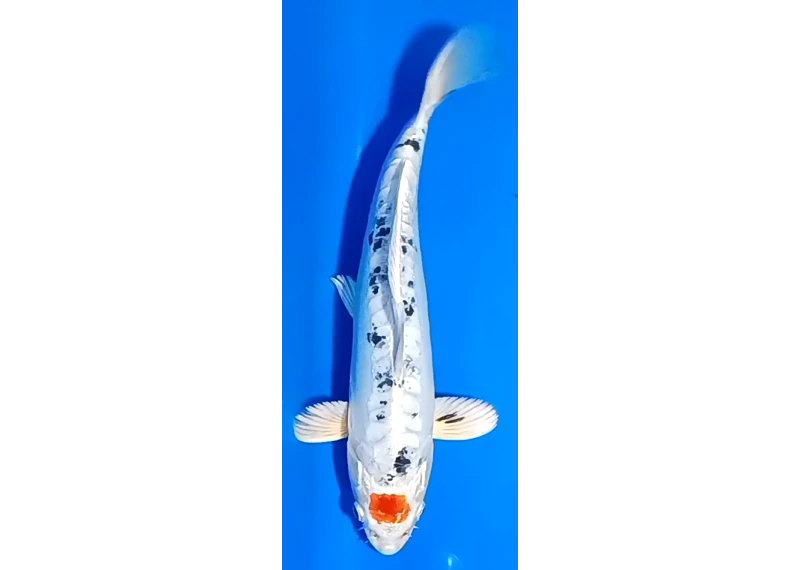 Koï Japon [FUKASAWA] 30-35 cm N°86