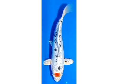 Koï Japon [FUKASAWA] 30-35 cm N°86