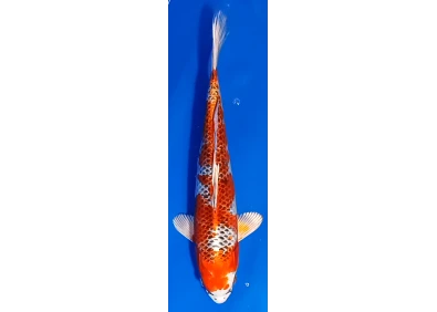 Koï Japon [FUKASAWA] 30-35 cm N°88