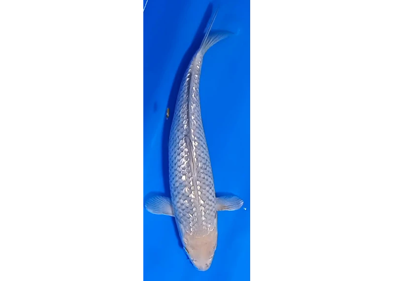 Koï Japon [FUKASAWA] 30-35 cm N°89