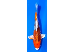 Koï Japon [FUKASAWA] 30-35...
