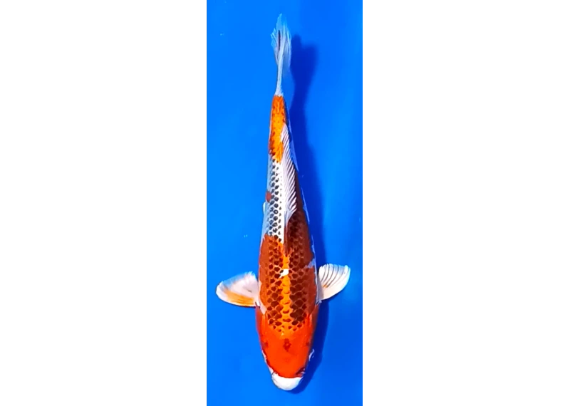 Koï Japon [FUKASAWA] 30-35 cm N°91