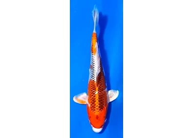 Koï Japon [FUKASAWA] 30-35 cm N°91