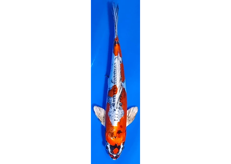 Koï Japon [FUKASAWA] 30-35 cm N°93