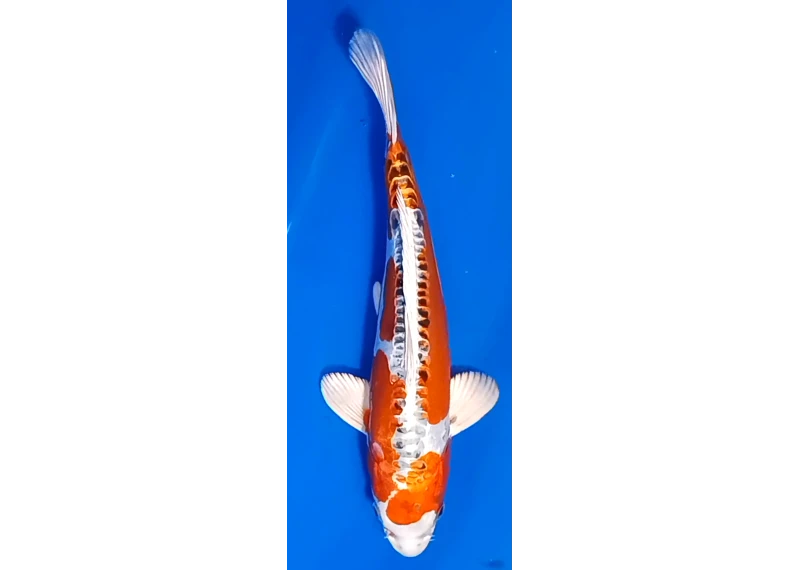 Koï Japon [FUKASAWA] 30-35 cm N°99