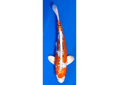 Koï Japon [FUKASAWA] 30-35 cm N°99