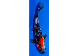 Koï Japon [MARUSEI] 30-35...