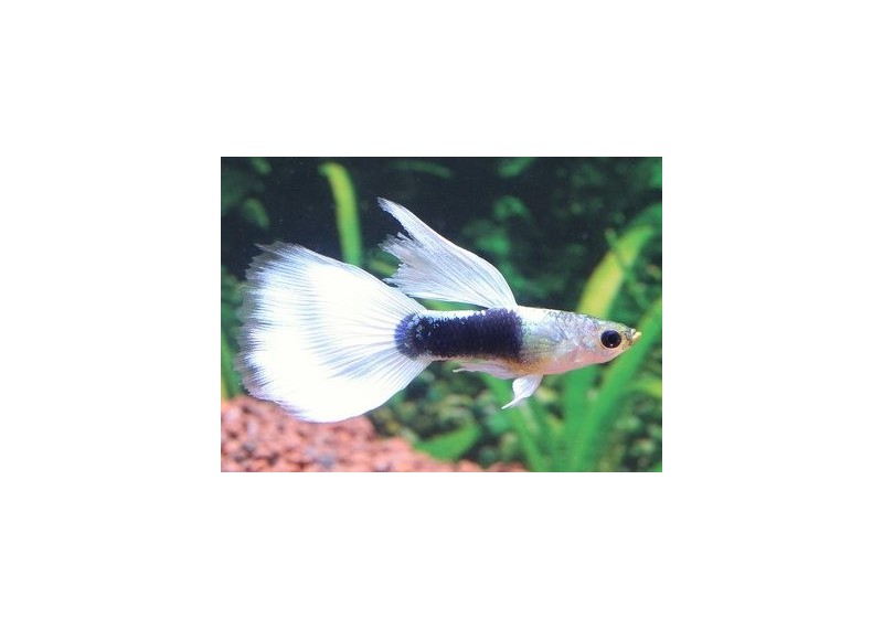 Guppy mâle select platinum tuxedo