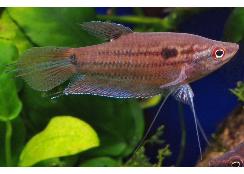 Gourami grogneur