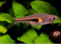 Rasbora espei
