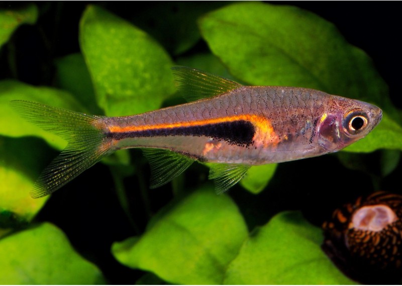 Rasbora espei