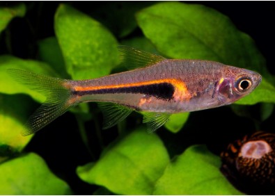 Rasbora espei