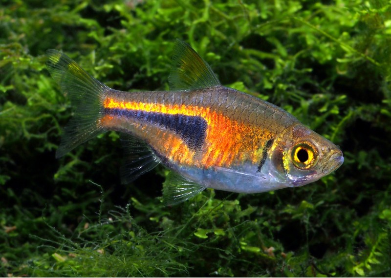 Rasbora hengeli