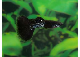 Guppy mâle select black cobra
