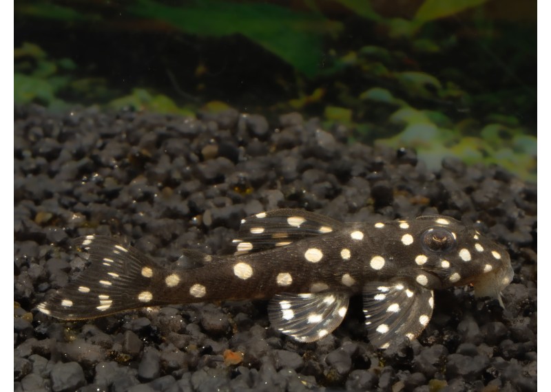 L501 small spot pleco