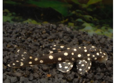 L501 small spot pleco
