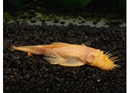 Ancistrus gold (mâle)