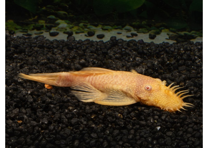 Ancistrus gold (mâle)