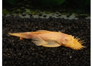 Ancistrus gold (mâle)