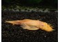 Ancistrus gold (mâle)