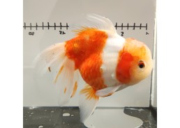 Japonais sur photo 23 (17cm)