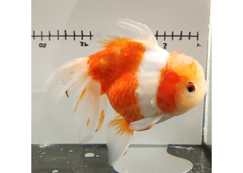 Japonais sur photo 23 (17cm)