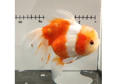 Japonais sur photo 23 (17cm)