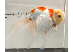 Japonais sur photo 24 (19cm)