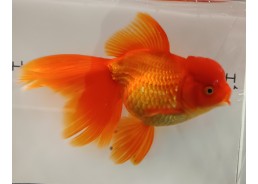 Japonais sur photo 20 (19cm)