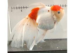 Japonais sur photo 21 (17cm)