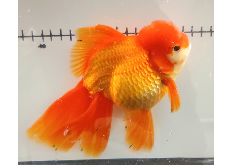 Japonais sur photo 22 (18cm)