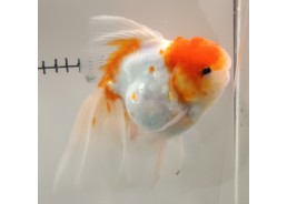 Japonais sur photo 11 (18cm)