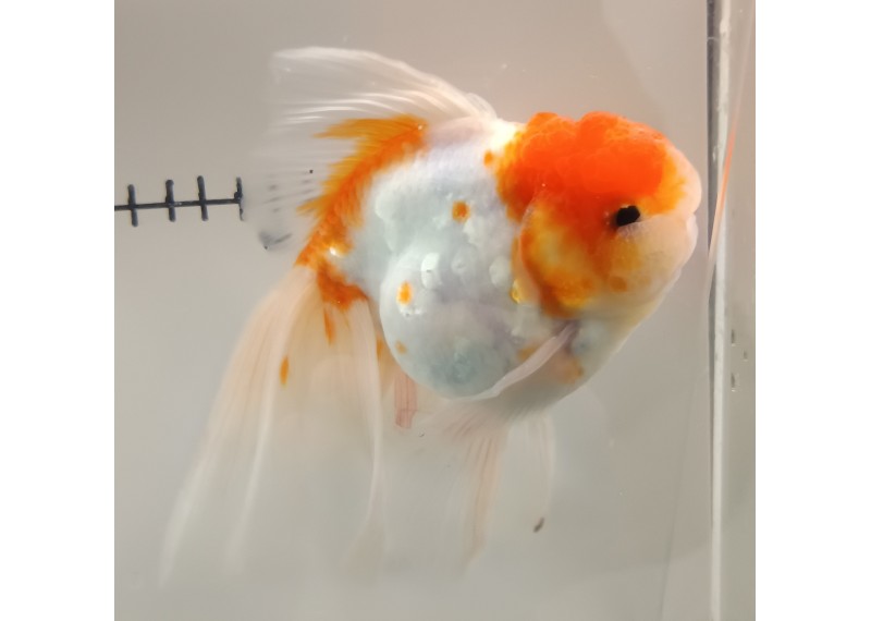 Japonais sur photo 11 (18cm)