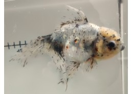 Japonais sur photo 12 (17cm)